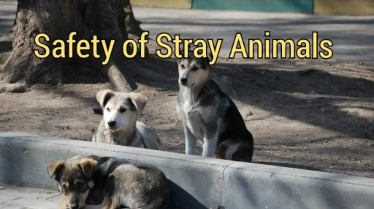 letter to editor about the safety of stray animals