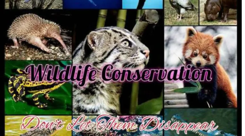 Importance of Wildlife Conservation Essay